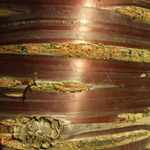 Prunus serrula