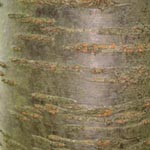 Prunus serrulata