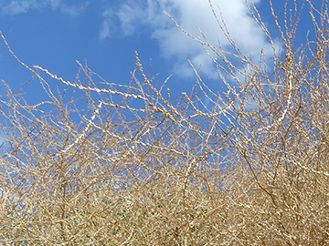 Rapistrum rugosum