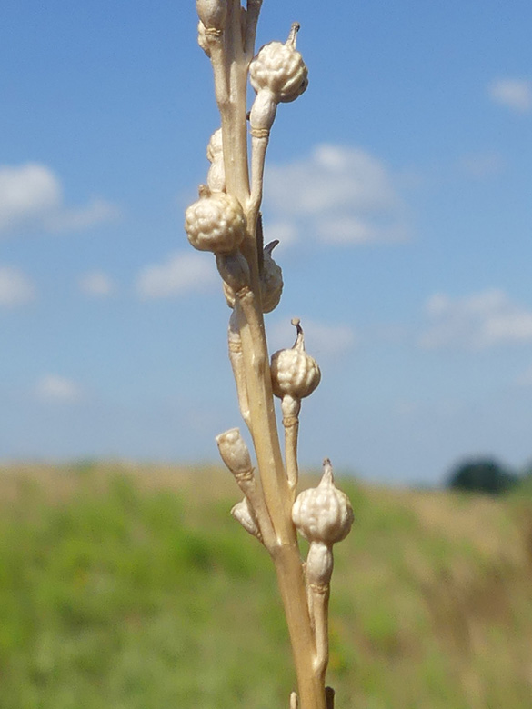 Rapistrum rugosum