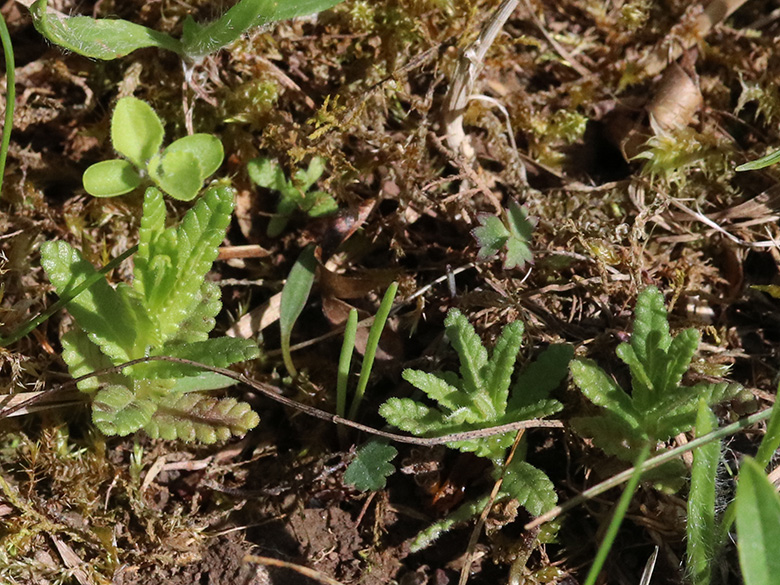 Rhinanthus minor