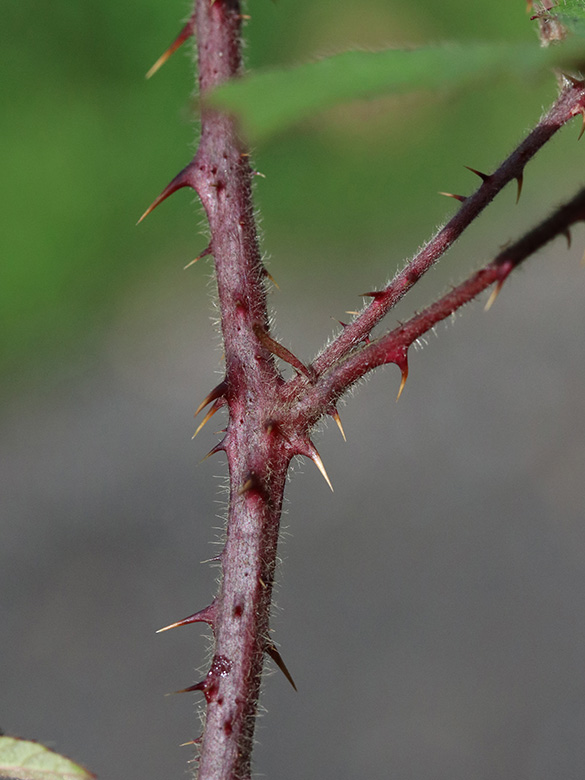 Rubus klimmekianus