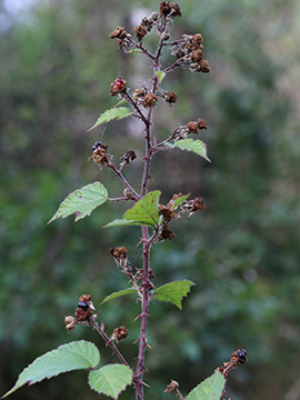 Rubus klimmekianus