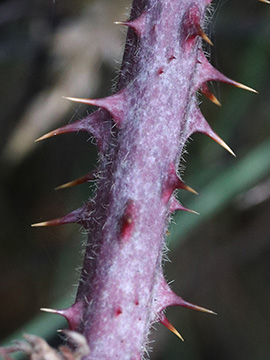 Rubus klimmekianus