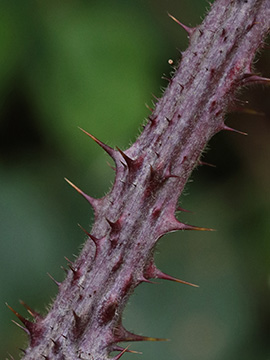 Rubus klimmekianus