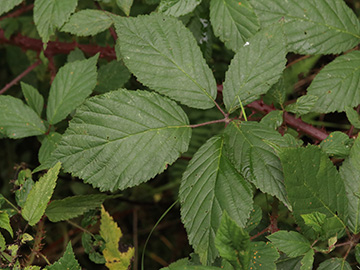 Rubus sprengelii