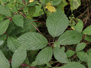 Rubus sprengelii