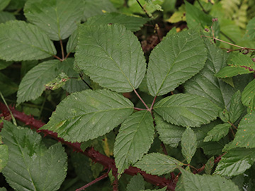 Rubus sprengelii