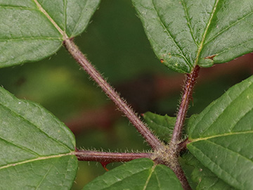 Rubus wirtgenii