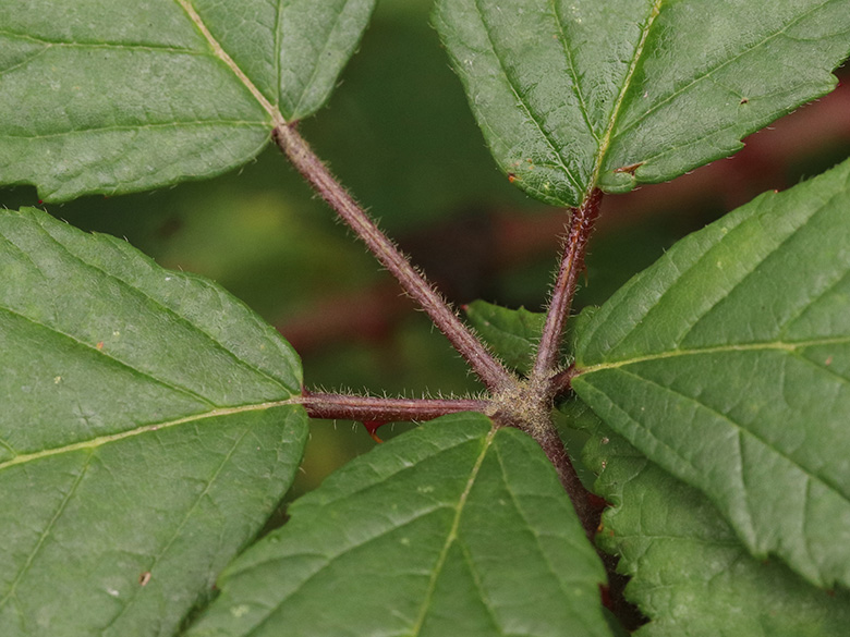 Rubus sprengelii