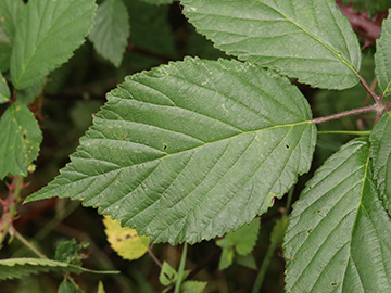 Rubus sprengelii