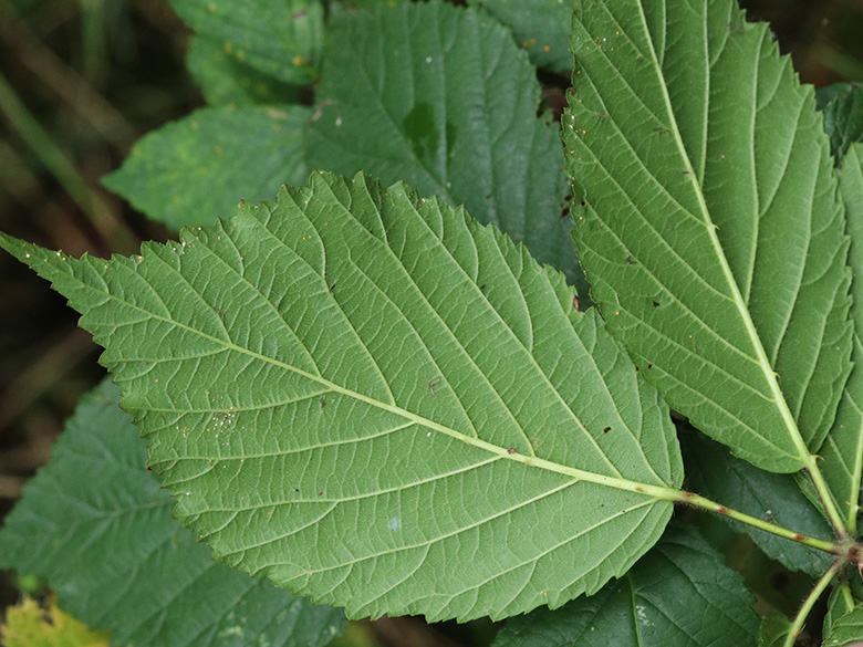 Rubus sprengelii