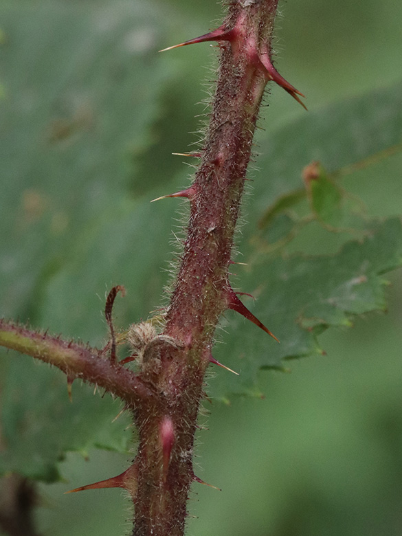 Rubus wirtgenii