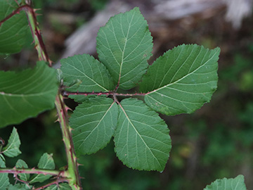 Rubus wirtgenii