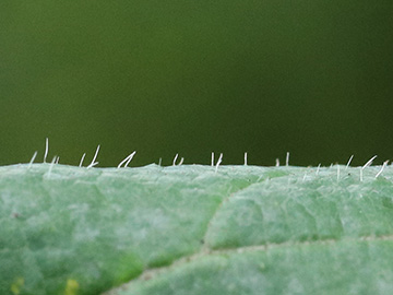 Rubus wirtgenii