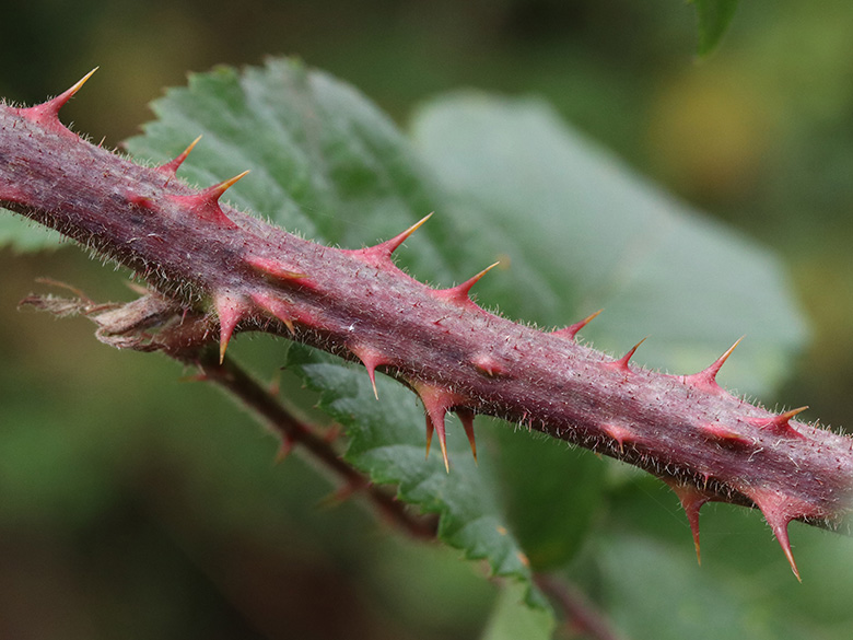 Rubus wirtgenii