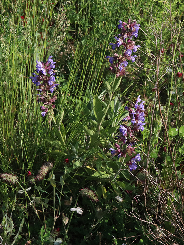 Salvia officinalis