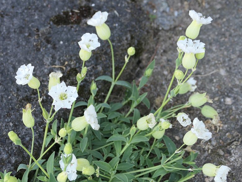Silene uniflora