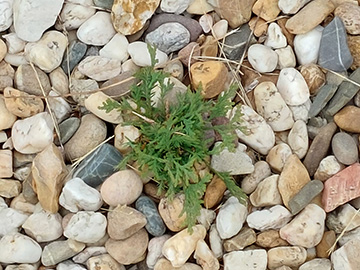 Thuja occidentalis