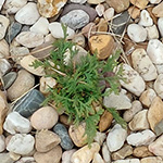 Thuja occidentalis