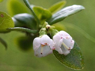 Vaccinium intermedium