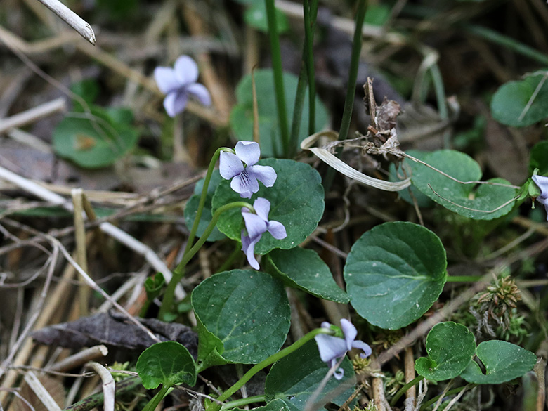 Viola palustris