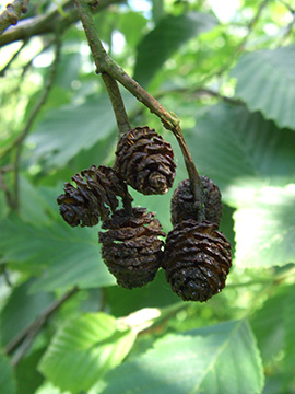 Alnus incana