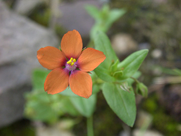 Anagallis arvensis