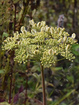 Angelica sylvestris