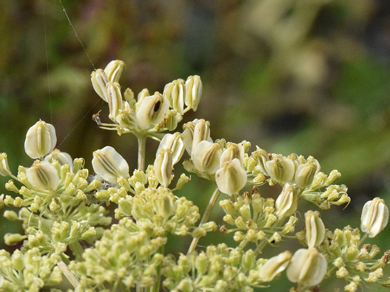 Angelica sylvestris