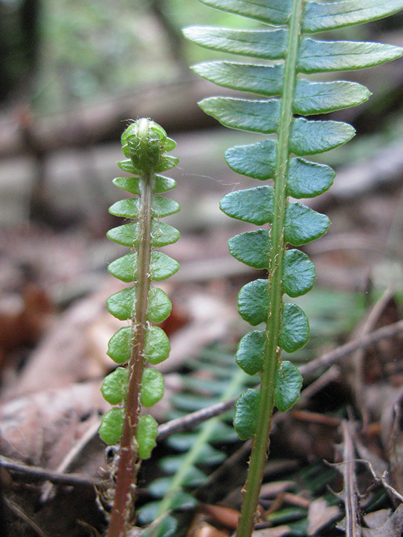 Blechnum spicant