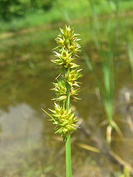 Carex otrubae