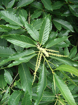 Castanea sativa