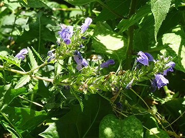Dracocephalum moldavica 