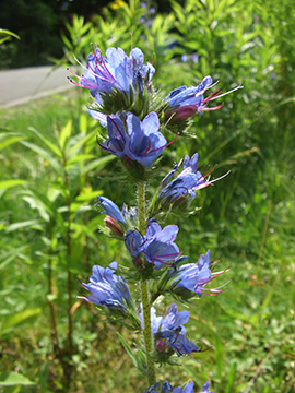 Echium vulgare