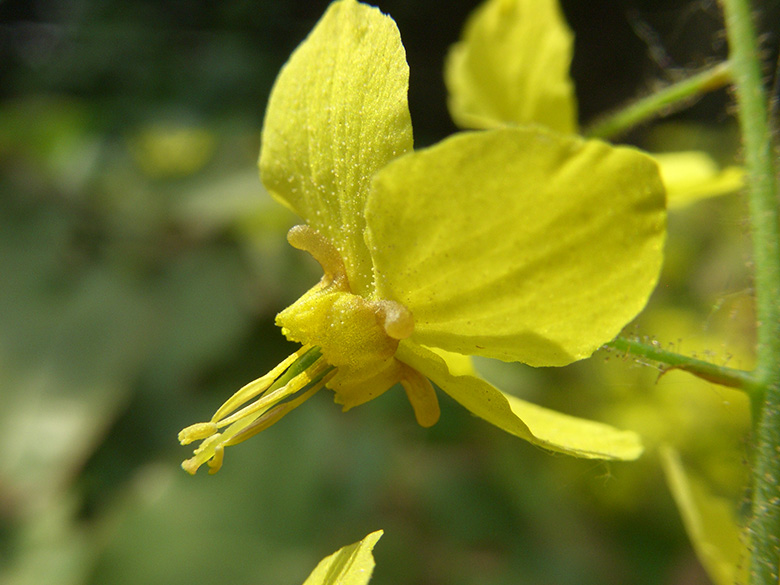 Epimedium pinnatum