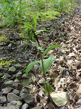 Epipactis helleborine
