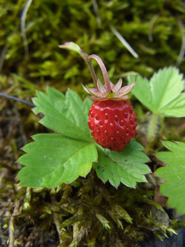 Fragaria vesca