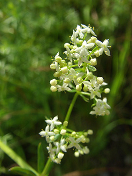 Galium album