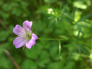 Geranium columbinum