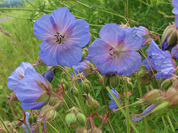 Geranium pratense