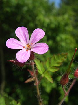 Geranium robertianum