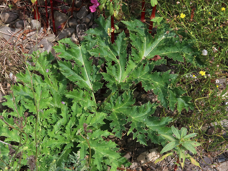 Heracleum mantegazzianum