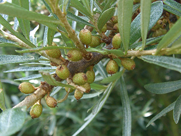Hippophae rhamnoides