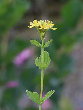 Hypericum tetrapterum