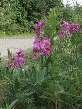 Lathyrus latifolius