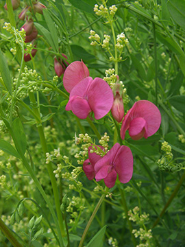 Lathyrus tuberosus