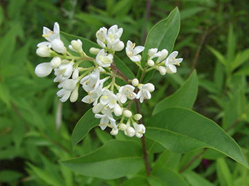 Ligustrum vulgare