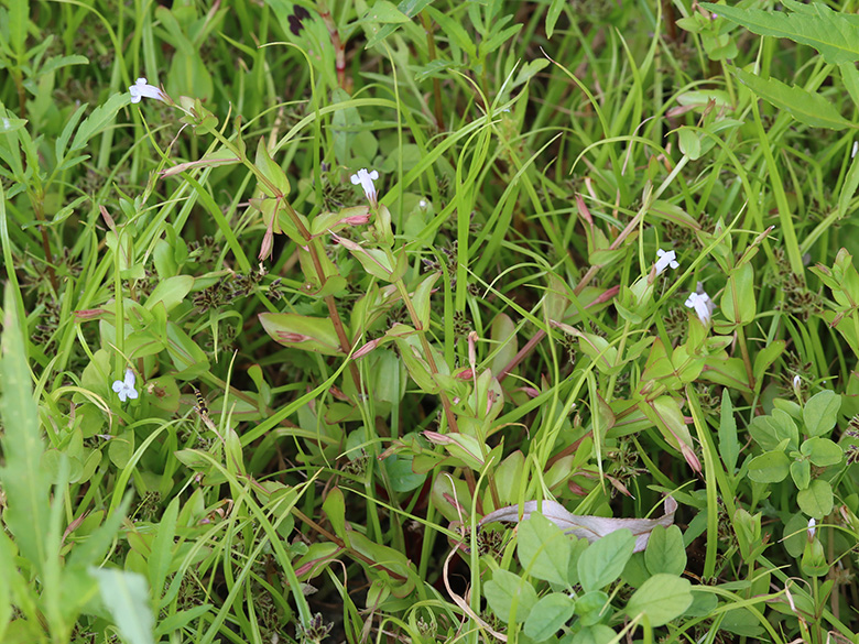 Lindernia dubia