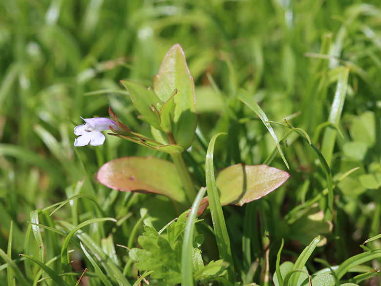 Lindernia dubia
